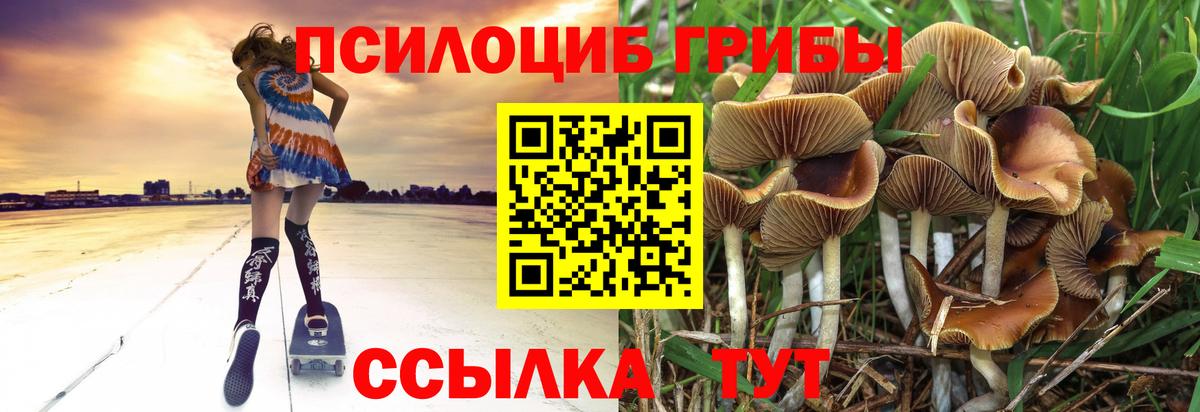 Псилоцибиновые грибы Psilocybine cubensis Ейск